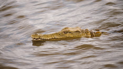 side profile shot of a crocodile sticking its head out of the water