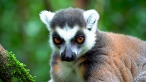 curious lemur observing its surroundings, showcasing unique features and expressive eyes in a lush green habitat, captured in stunning detail and clarity