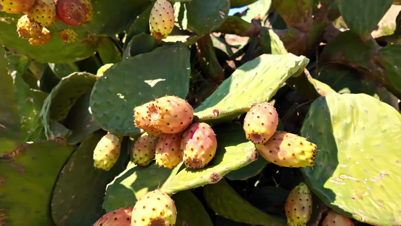 Detailed video footage of Opuntia fruit growing on cactus in Rethymnon, Crete, Greece