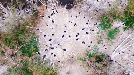 slow camera descent with reverse spin shows cormorants nesting in wetland trees