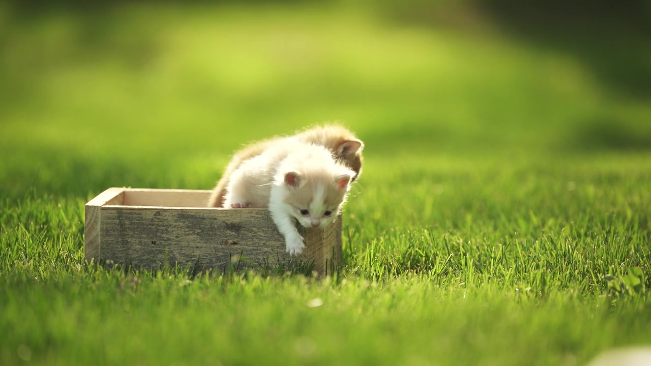 Tiny playful kittens in a wooden box
