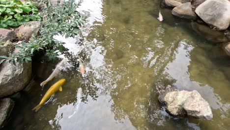 varios peces koi se deslizan por el agua entre las rocas.