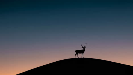 deer silhouette on a hill at sunset or sunrise