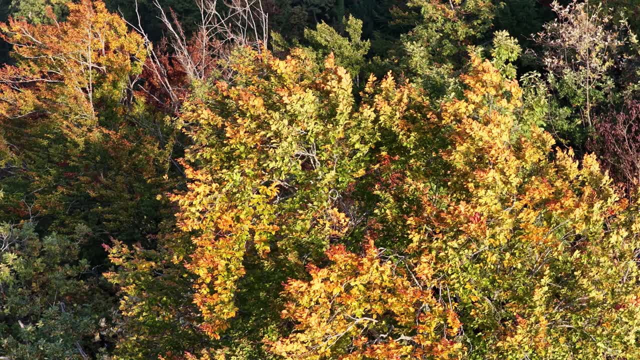 Colorful autumn trees with golden leaves near Walensee lake in Switzerland