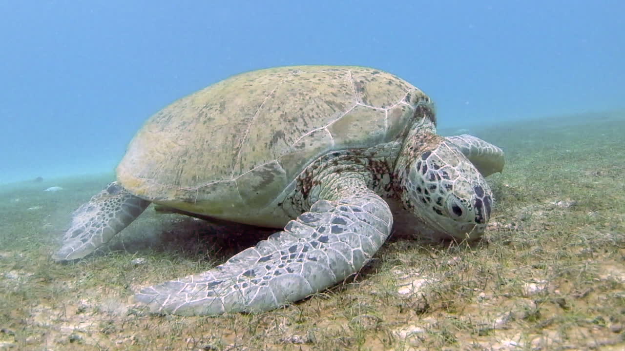 gran tortuga verde en el fondo arenoso come hierba con dos peces remora debajo del vientre