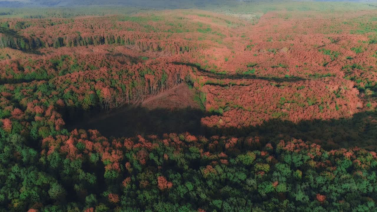 숲의 신선한 나무 잎을 통해 빛나는 밝은 빛의 아름다운 흐릿한 효과.