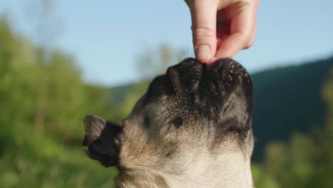 Person-is-giving-a-pug-dog-treats-outdoors-in-sunshine-day