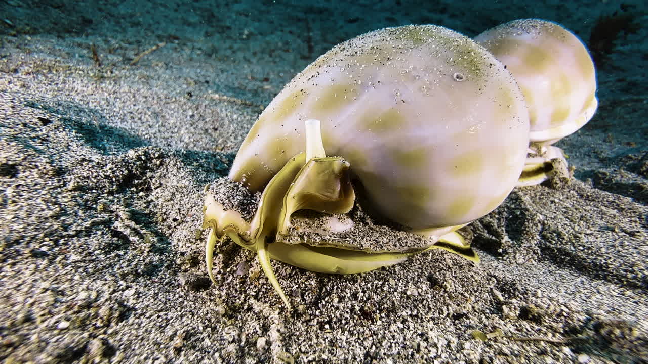 Banded bonnet snails during their mating ritual on the seabed. The snails, with their glossy shells, crawl in a single file. The first one burrows into the sand with its tentacles and then resurfaces
