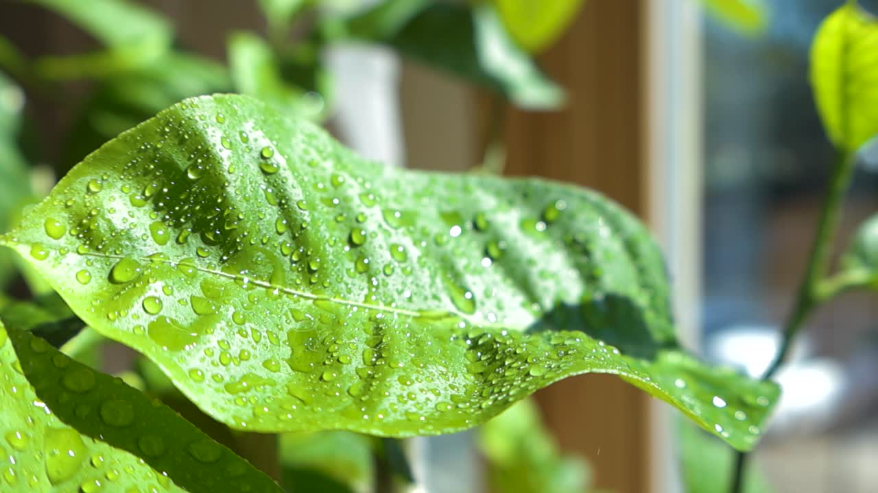 Gorgeous close up or closeup footage of a lemon tree leaf and leaves that are covered with small water drops that are shining under the sun that is shining on the plant leaves. Bokeh blurry background