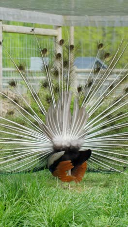 vertical view of an indian peafowl (pavo cristatus) showing its tail feathers to attract female peafowl. close-up shot