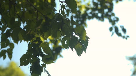 green leaves blowing in the wind at a park