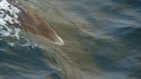 dolphin swimming beneath surface, turning joyfully