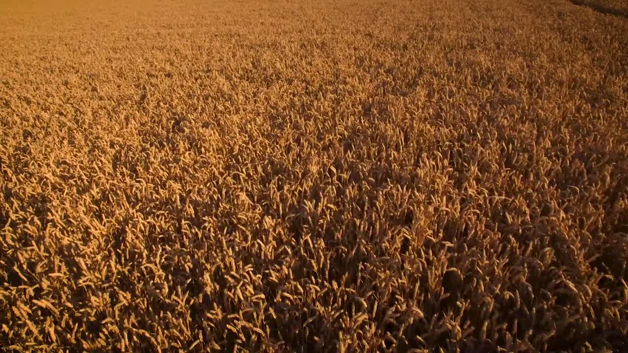 беспилотник летит через кукурузные поля