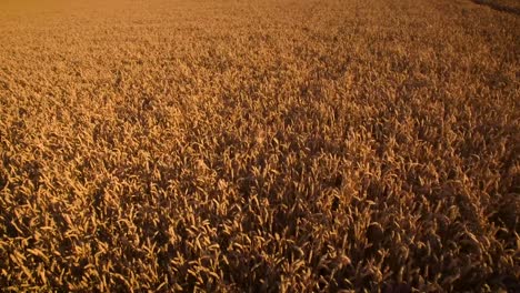 drone volando a través de los campos de maíz