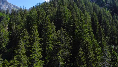 Aerial pullback and tilt down to grand green pine tree forest in Swiss alps
