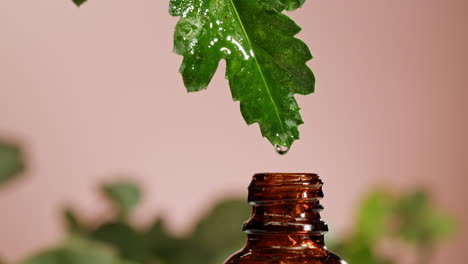 essential oil extraction from leaf