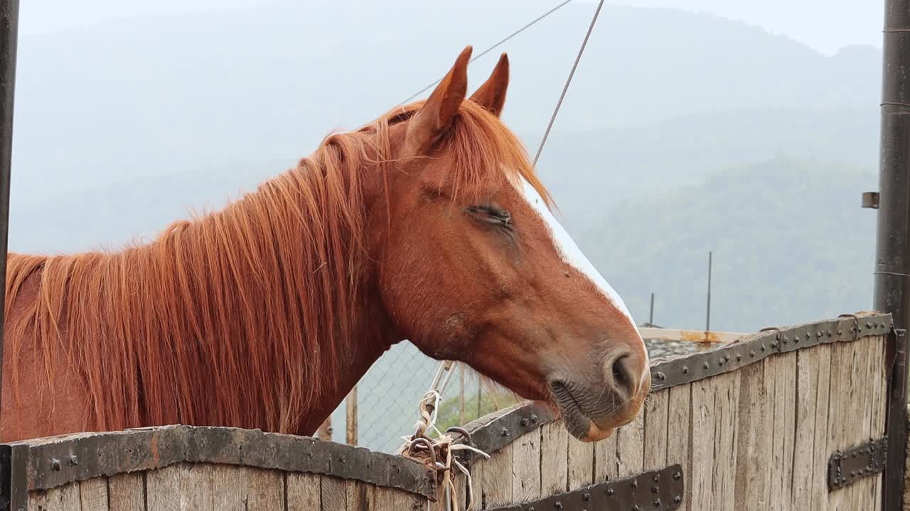 cerrar la cabeza de un caballo marrón parado en un bolígrafo