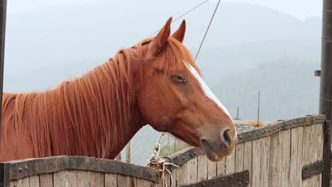 close up on head of brown horse standing in pen