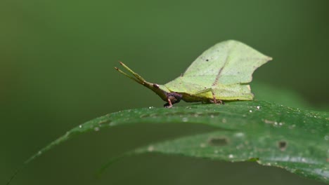 Gently-blown-by-a-soft-breeze,-a-leaf-grasshopper-Systella-rafflesii-is-on-top-of-a-wide-leaf-in-a-national-park-in-Thailand