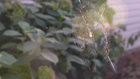 Plano-Medio-De-Una-Araña-Construyendo-Una-Telaraña-A-La-Luz-Del-Sol