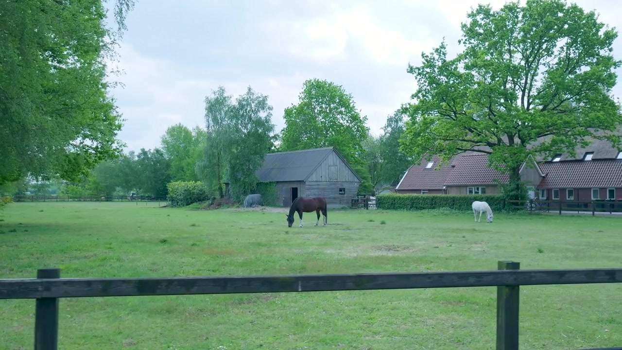 Horses Grazing in a Peaceful Rural Pasture