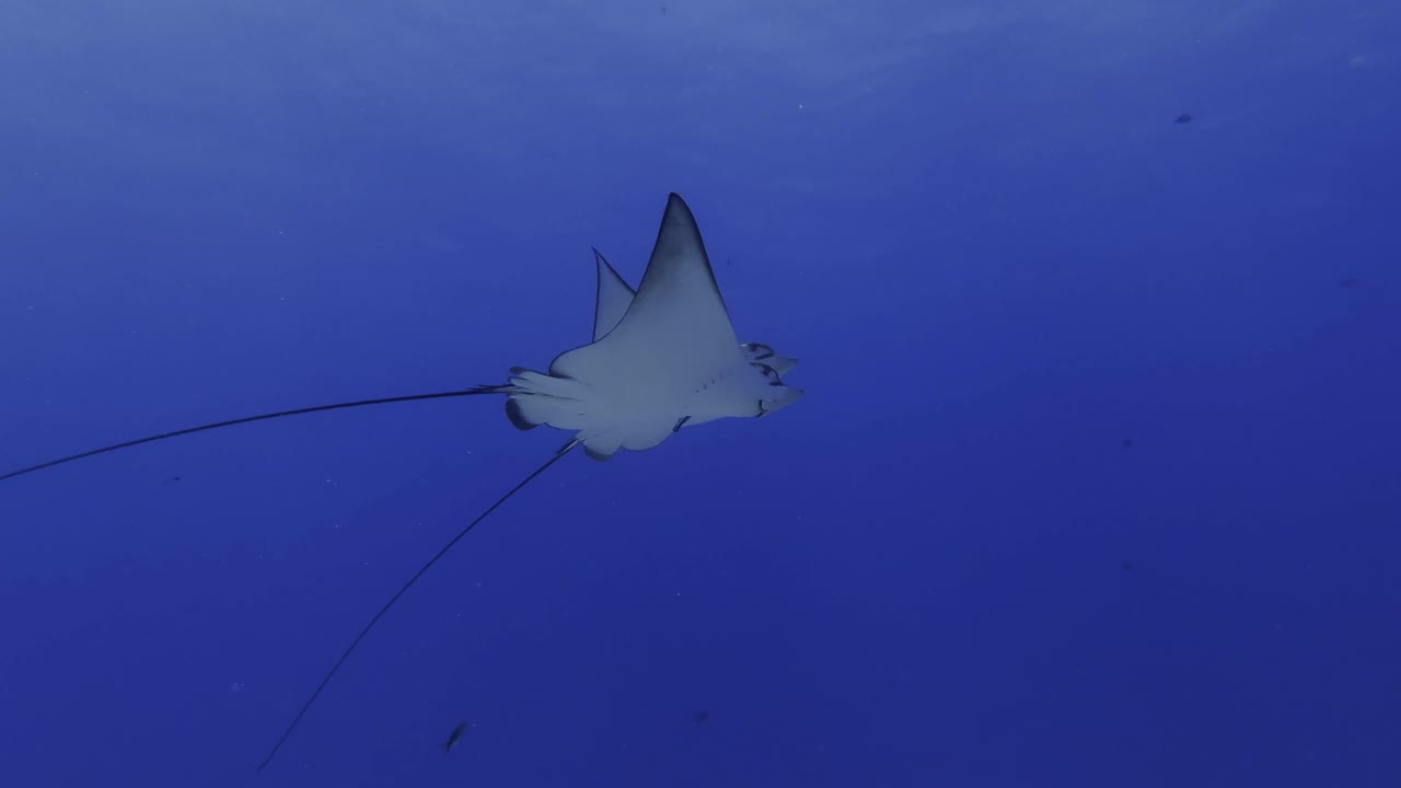 потрясающий вид орлов, плавающих вместе в глубоких голубых водах океана у побережья маврикия