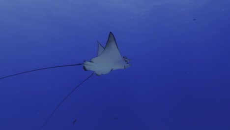 impresionante vista de rayas águila nadando juntas en las profundas aguas azules del océano cerca de la costa de mauricio