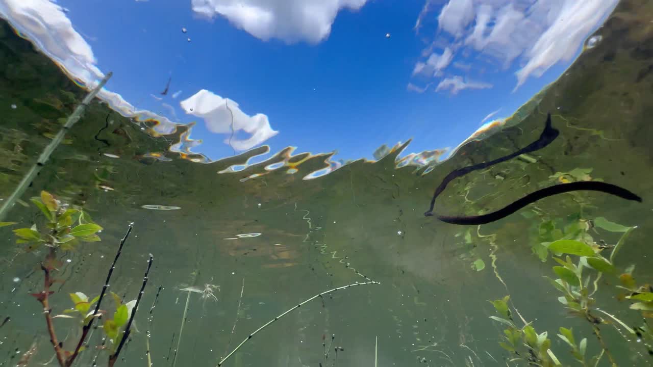 Underwater upward view of Horse leech (Haemopis sanguisuga) moving in a pond. Estonia