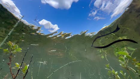 underwater upward view of horse leech (haemopis sanguisuga) moving in a pond. estonia