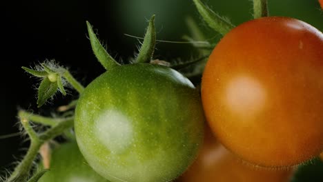 Closeup-shot-trucking-across-a-bunch-of-growing-tomatoes,-some-ripe-and-some-unripe,-dark-background