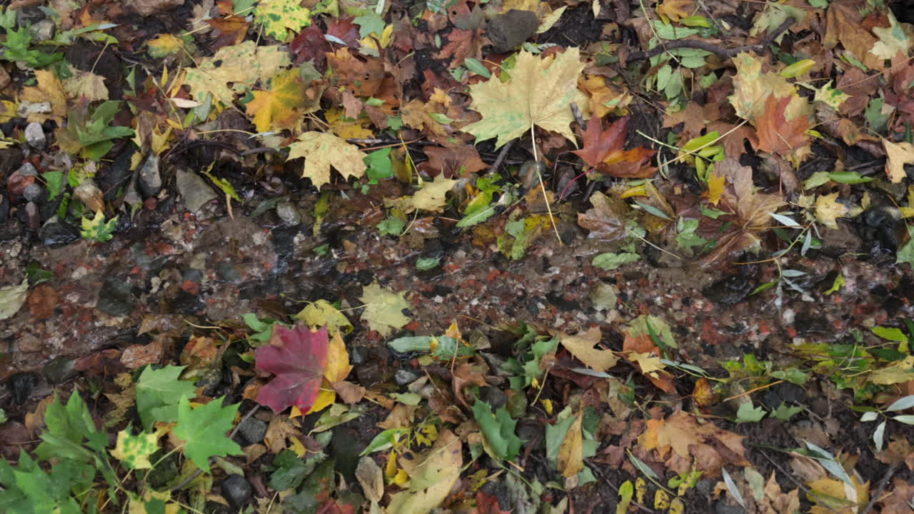 작은 가을 하천이 가을에 공원에서 떨어지는 가을 잎을 따라 흐른다.