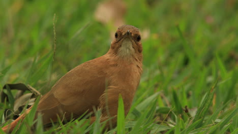 Closeup-of-Rufous-hornero-bird,-joao-de-barro,-on-grass-looking-around