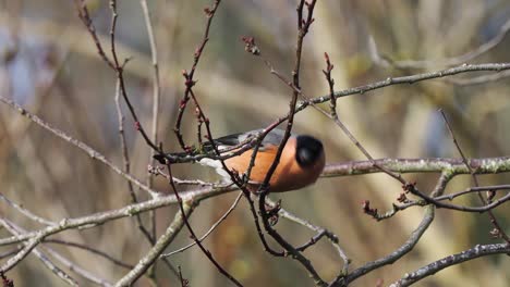 Hand-held-shot-of-a-Eurasian-Bullfincheating-berries-off-a-branch