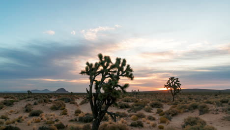 colorful sunrise time lapse over the mojave desert with joshua tress in the foreground