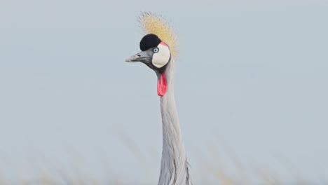 retrato en cámara lenta de una cabeza de grúa coronada mirando y observando el paisaje africano en la reserva nacional de masai mara, kenia, áfrica animales de safari en la reserva nacional de masai mara norte