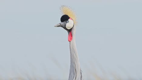 slow motion shot of portrait of grey crowned crane head looking and watching over african landscape in maasai mara national reserve, kenya, africa safari animals in masai mara north conservancy