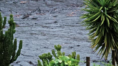 Fluss-In-Voller-Flut,-Der-Den-Fluss-Hinunterspült,-Mit-Organischen-Abfällen-Und-Kakteen-Und-Palmen-Am-Flussufer