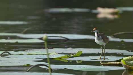 Jacana-De-Cola-De-Faisán---Hydrophasianus-Chirurgus-Inmaduro