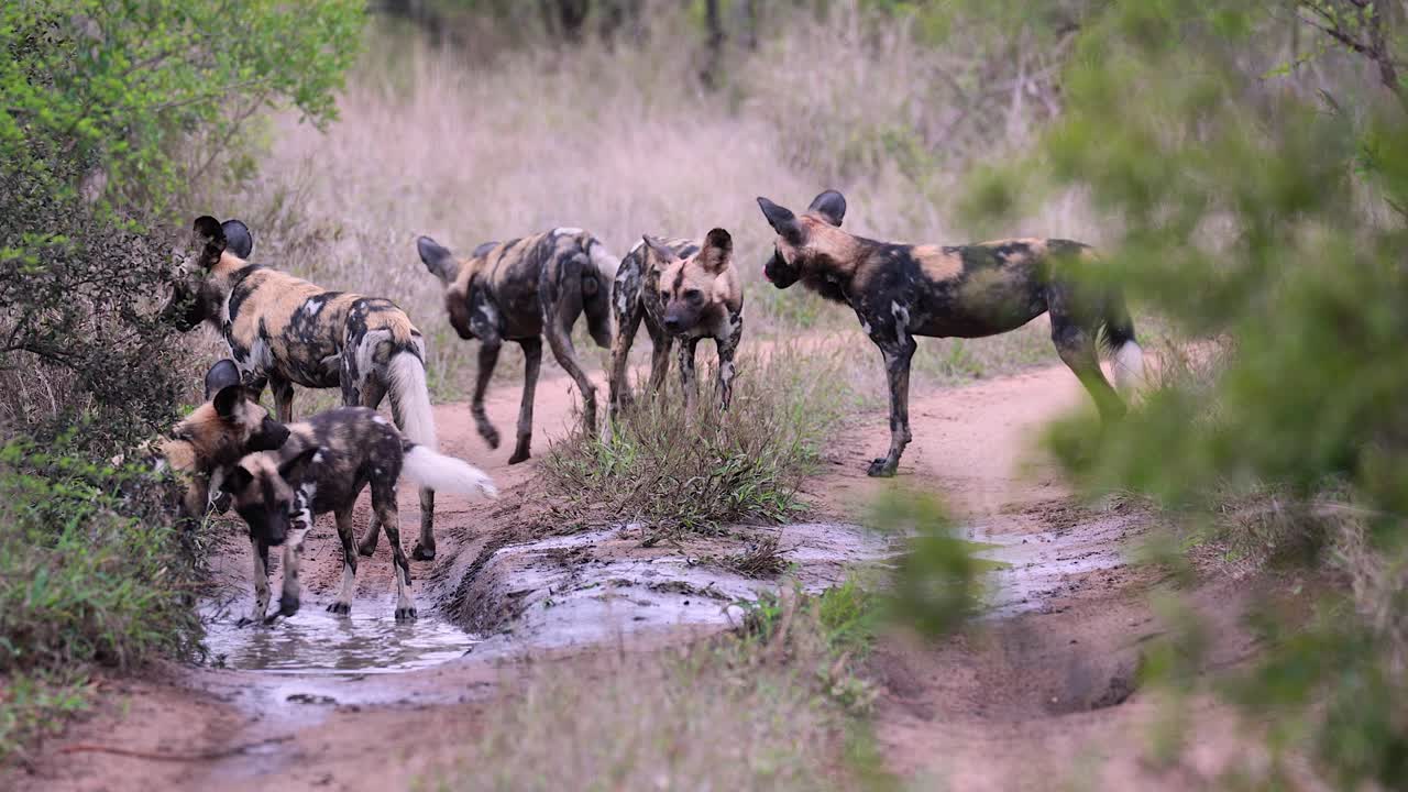 Pack of African wild dogs play in water puddle in rugged dirt road