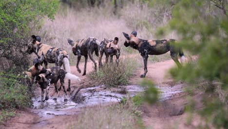 pack of african wild dogs play in water puddle in rugged dirt road