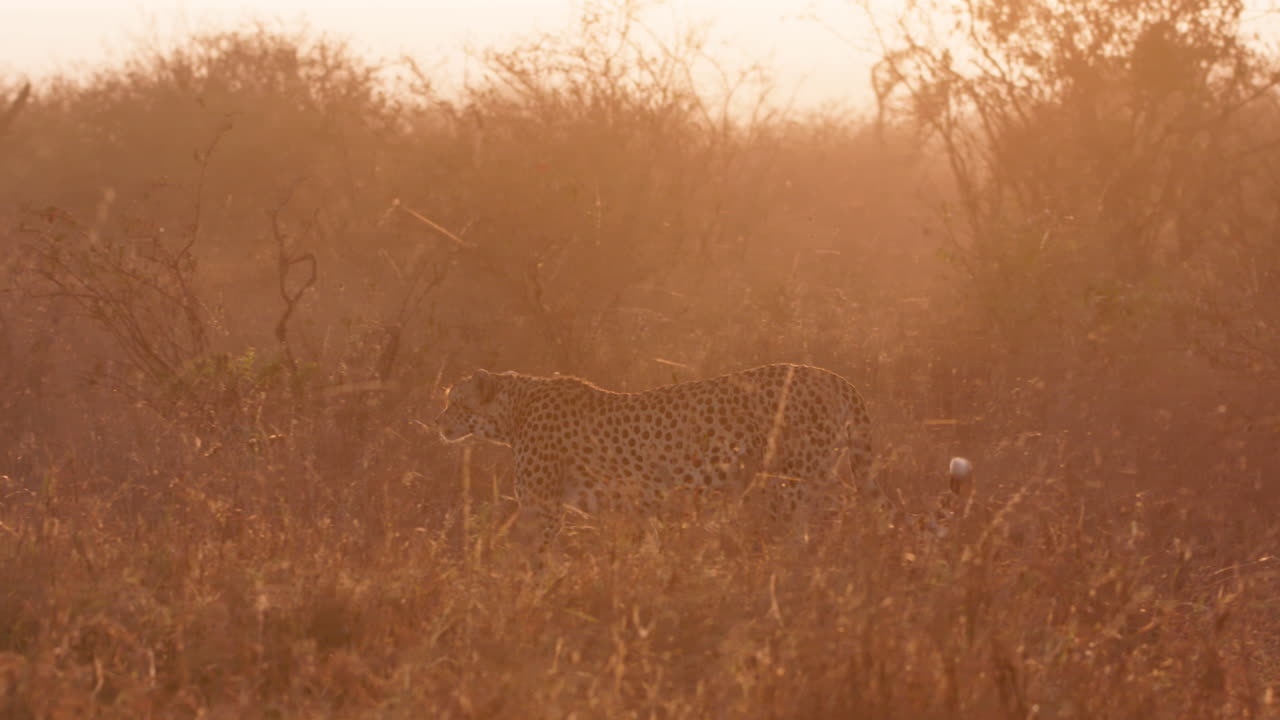Extreme wide pan shot of a cheetah walking through savannah grasslands