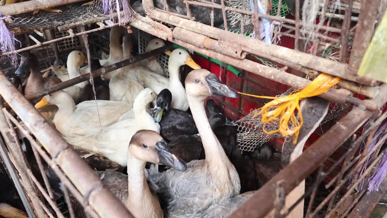 가축 새들이 시골의 동굴 안으로 이동하고 있습니다.