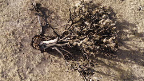 top-down view of a fallen joshua tree on dry ground