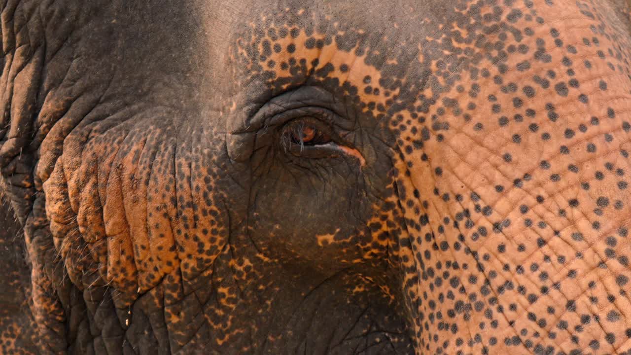 A detailed close-up shot of an Asian elephant’s eye in Sri Lanka, capturing the depth, texture, and soulful expression of this majestic creature.