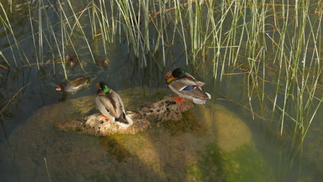 high angle shot over ducks resting on rocks along the side of a pond surrounded by tall grass on a sunny day