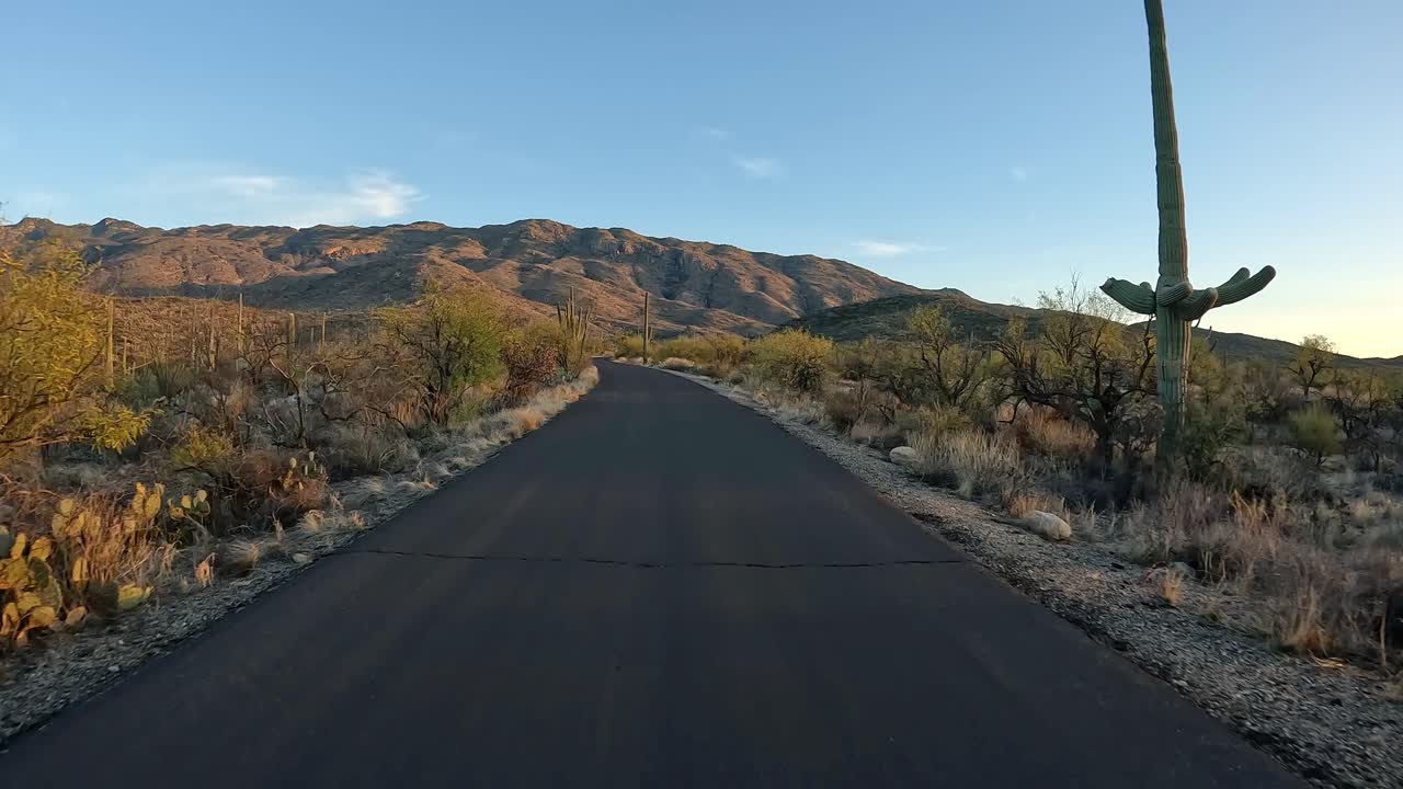 punto de vista mientras se conduce a lo largo del bosque de saguaro en el parque nacional de suguaro en el desierto de sonora al atardecer