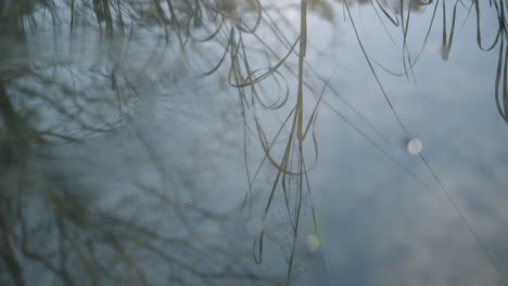 reflection of natural reeds and plants in still water than starts to move and ripple