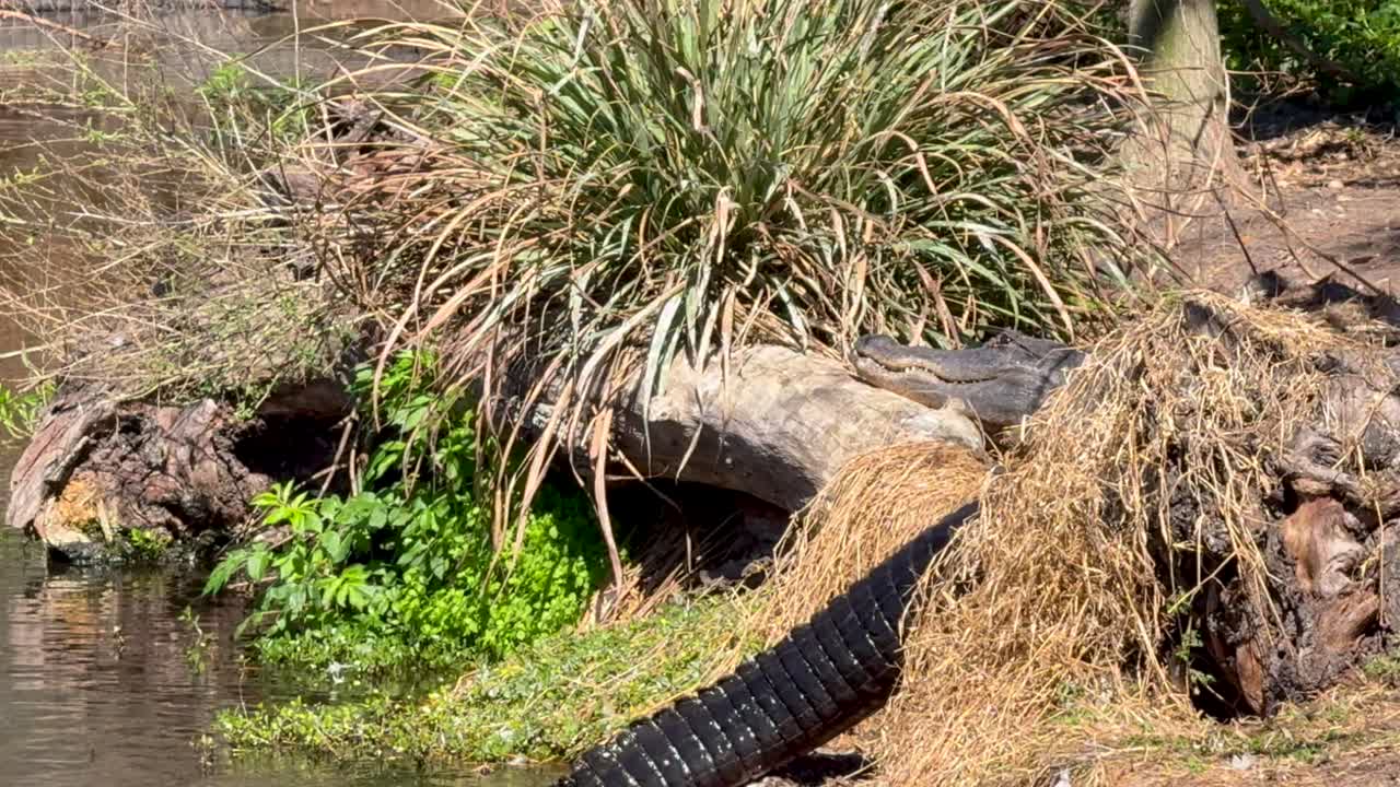 Alligator kryper upp ur vattnet.