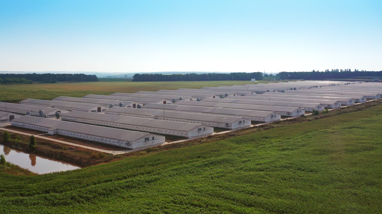 Large-Scale Poultry Farm