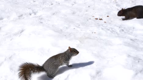 squirrel sees jumps in snow to meet to see another squirrel during sunny day